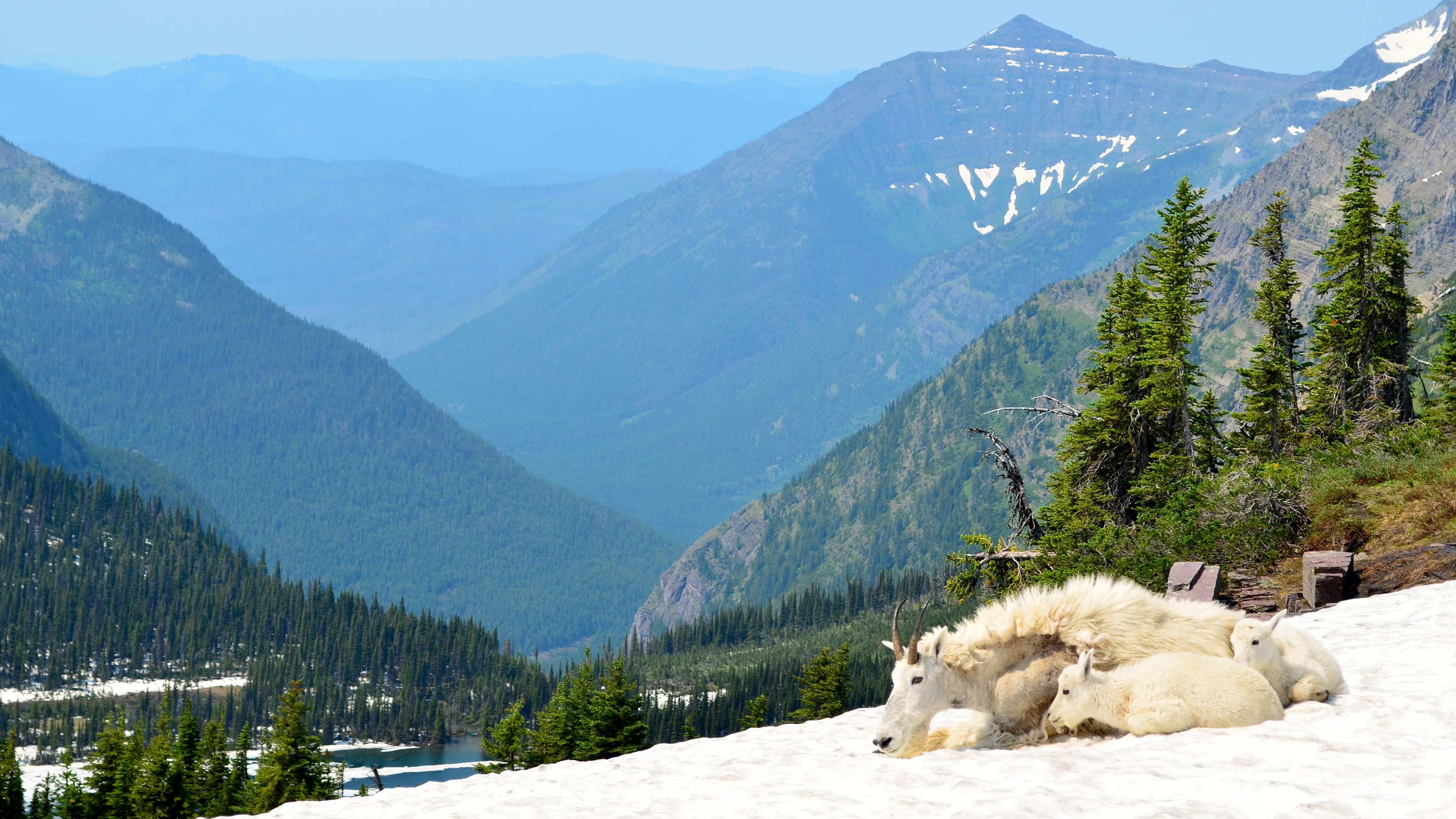 Mountain Goats