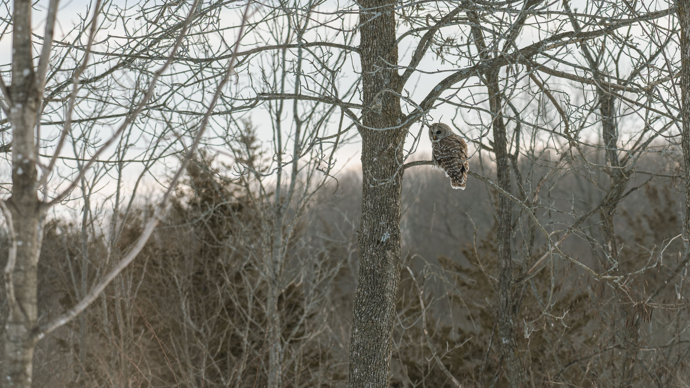 Barred Owl